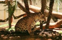 Brasilia Zoo Leopard