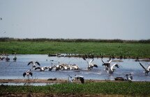 Birds of Lake Manyara